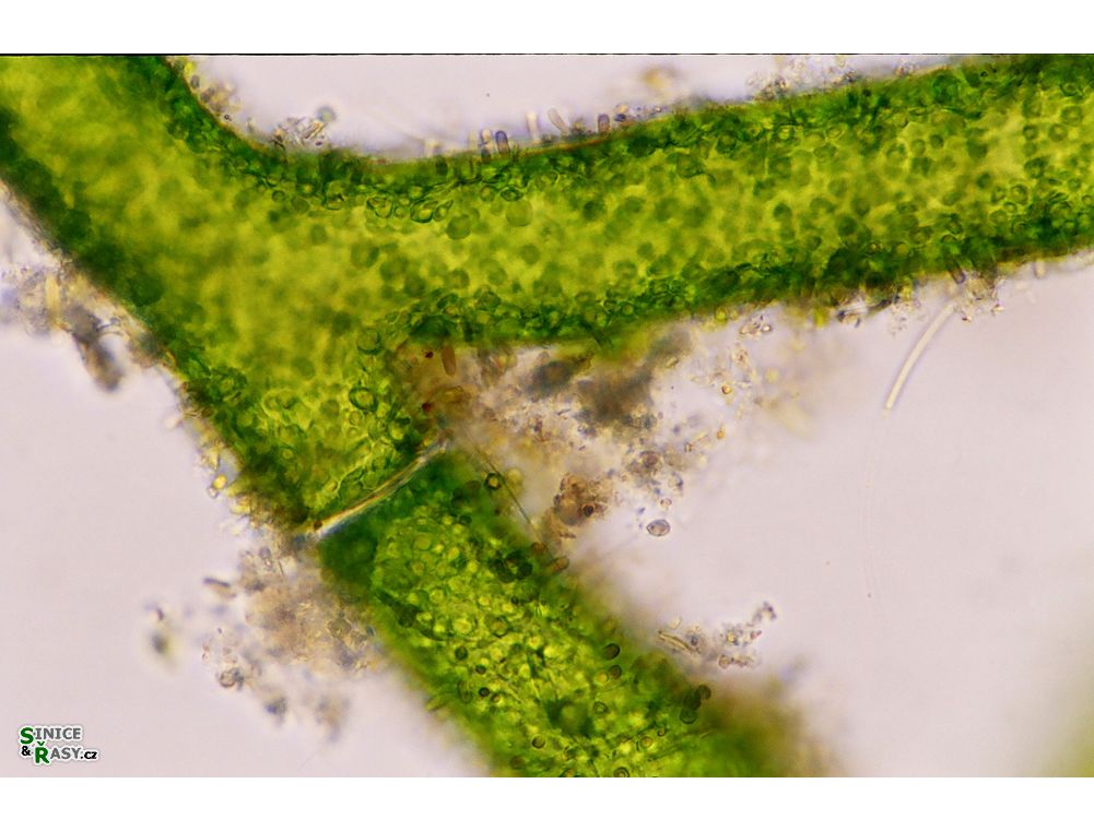 Pithophora roettlerii