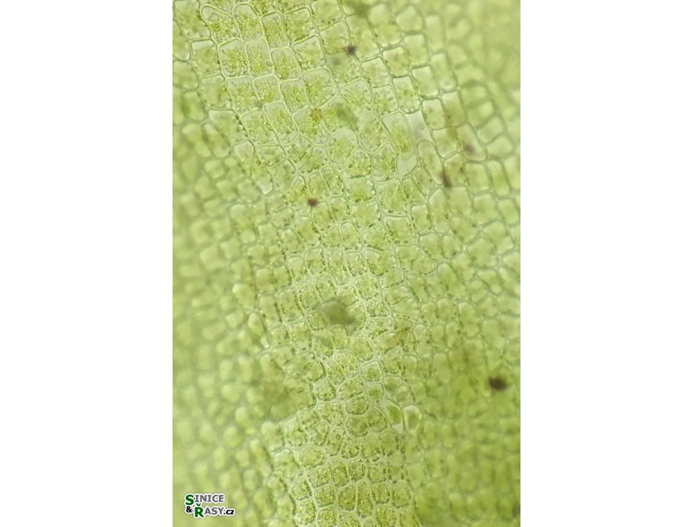 Ulva flexuosa