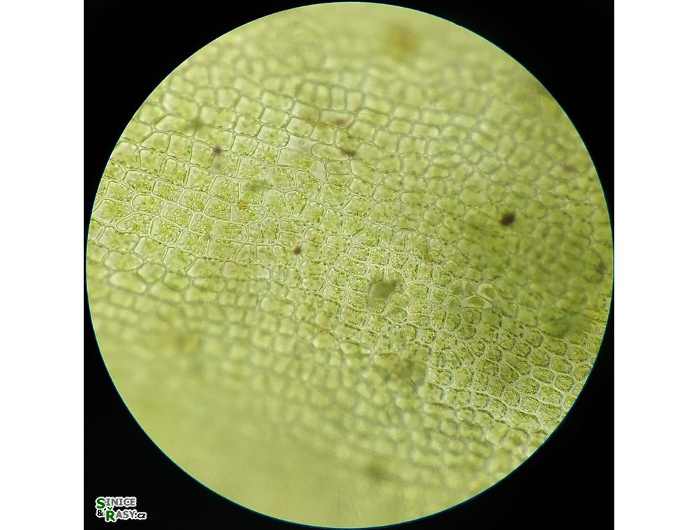 Ulva flexuosa