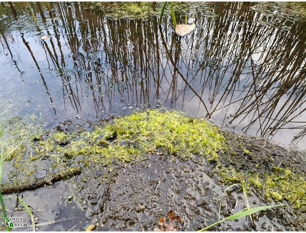 Ulva flexuosa