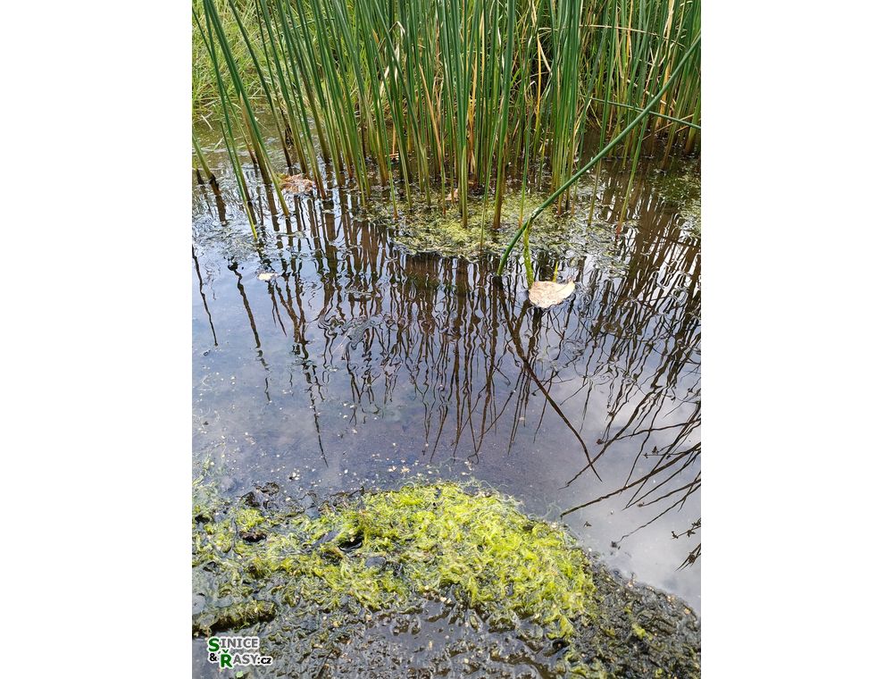 Ulva flexuosa