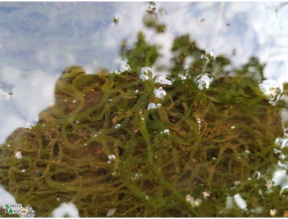 Ulva flexuosa