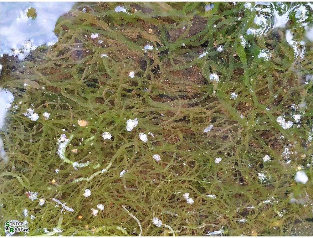 Ulva flexuosa