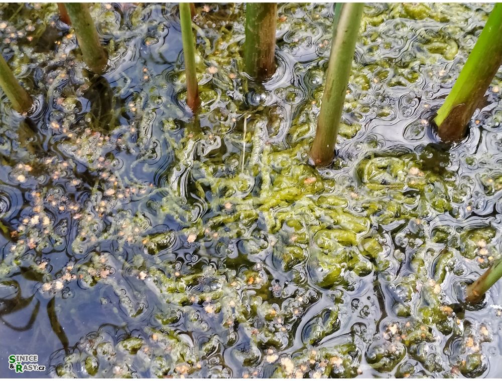 Ulva flexuosa