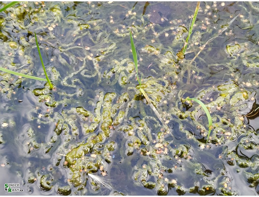 Ulva flexuosa