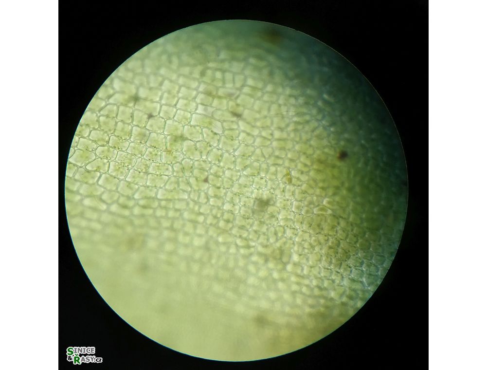 Ulva flexuosa
