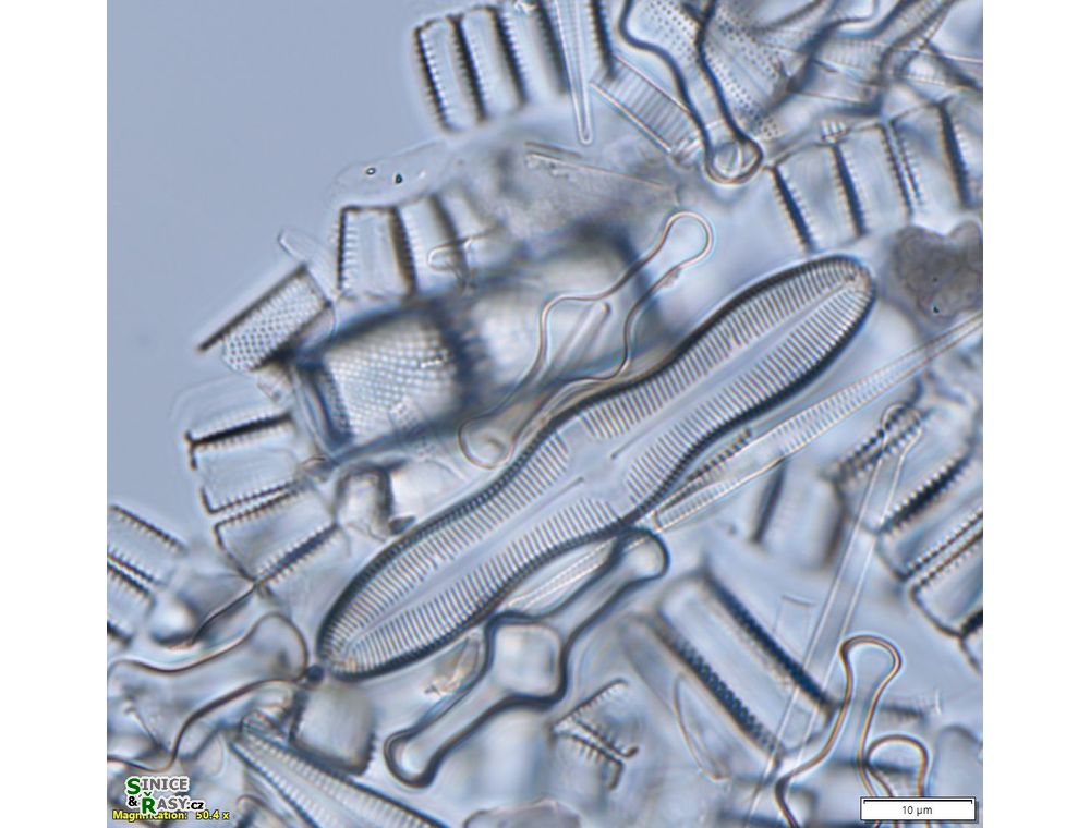 Caloneis silicula