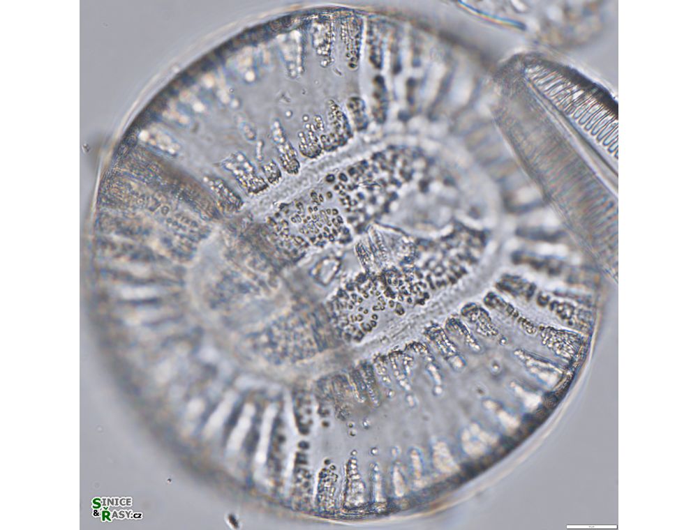 Campylodiscus clypeus