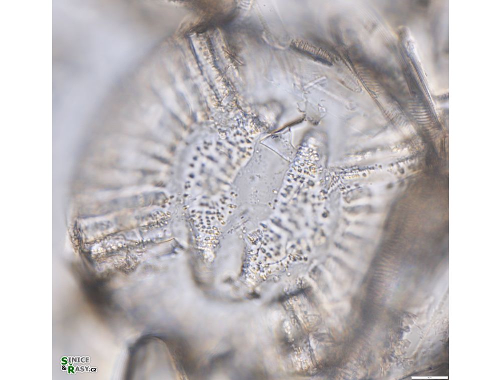 Campylodiscus clypeus