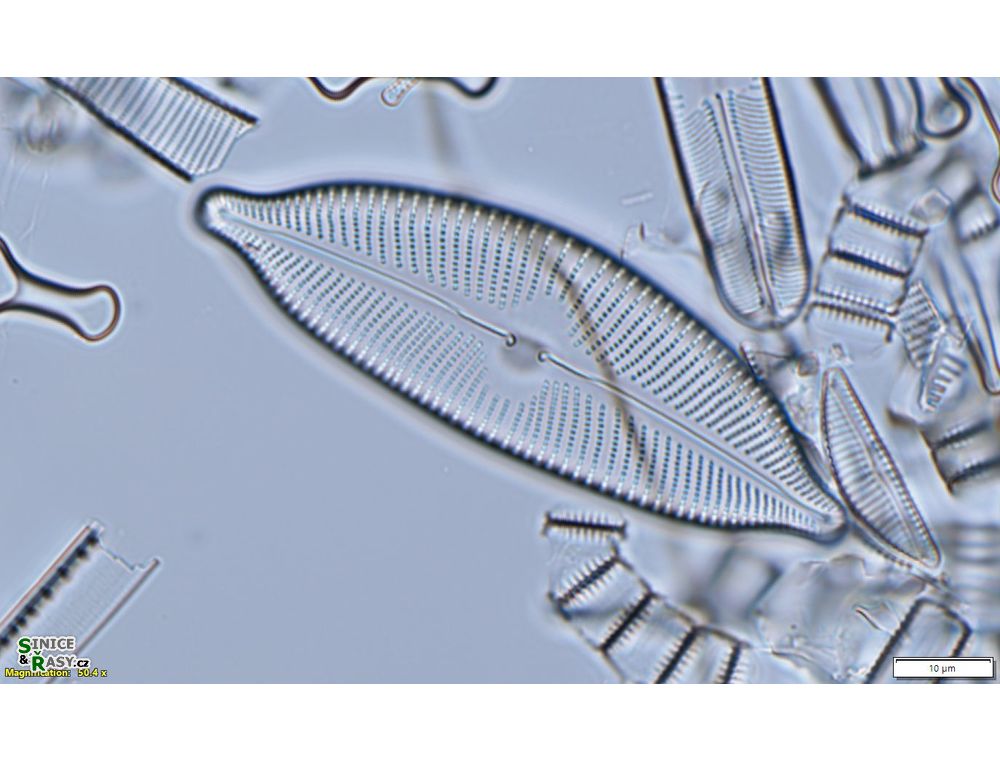 Cymbopleura cuspidata
