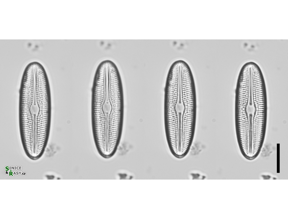 Diploneis fontanella