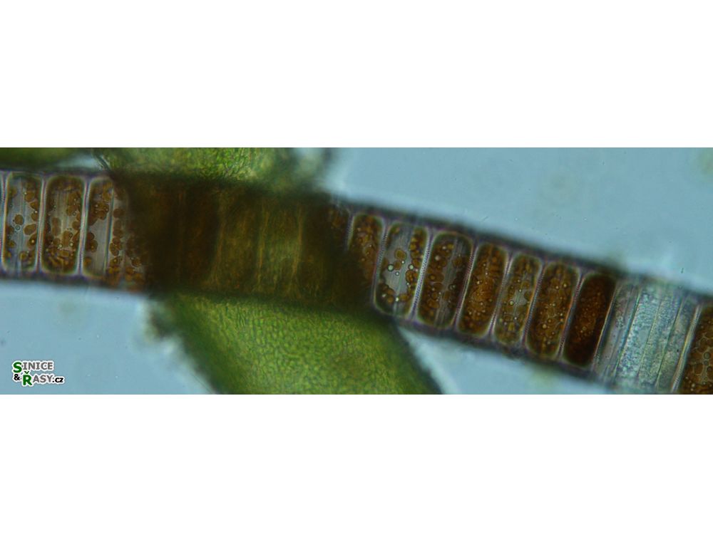 Ellerbeckia arenaria