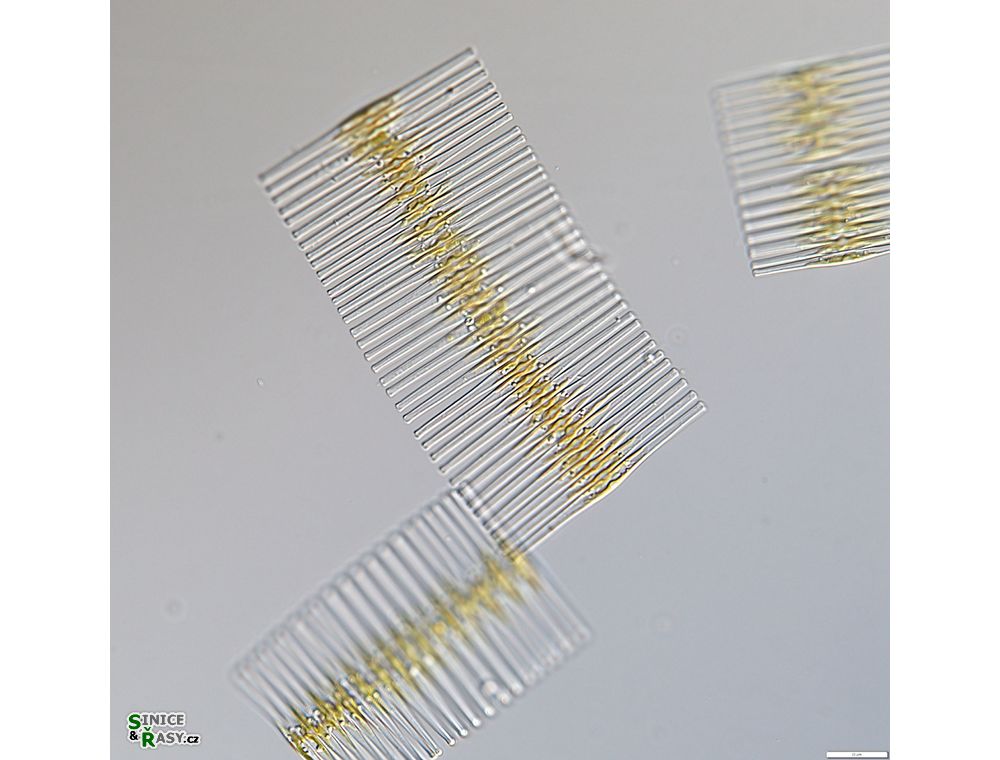 Fragilaria crotonensis