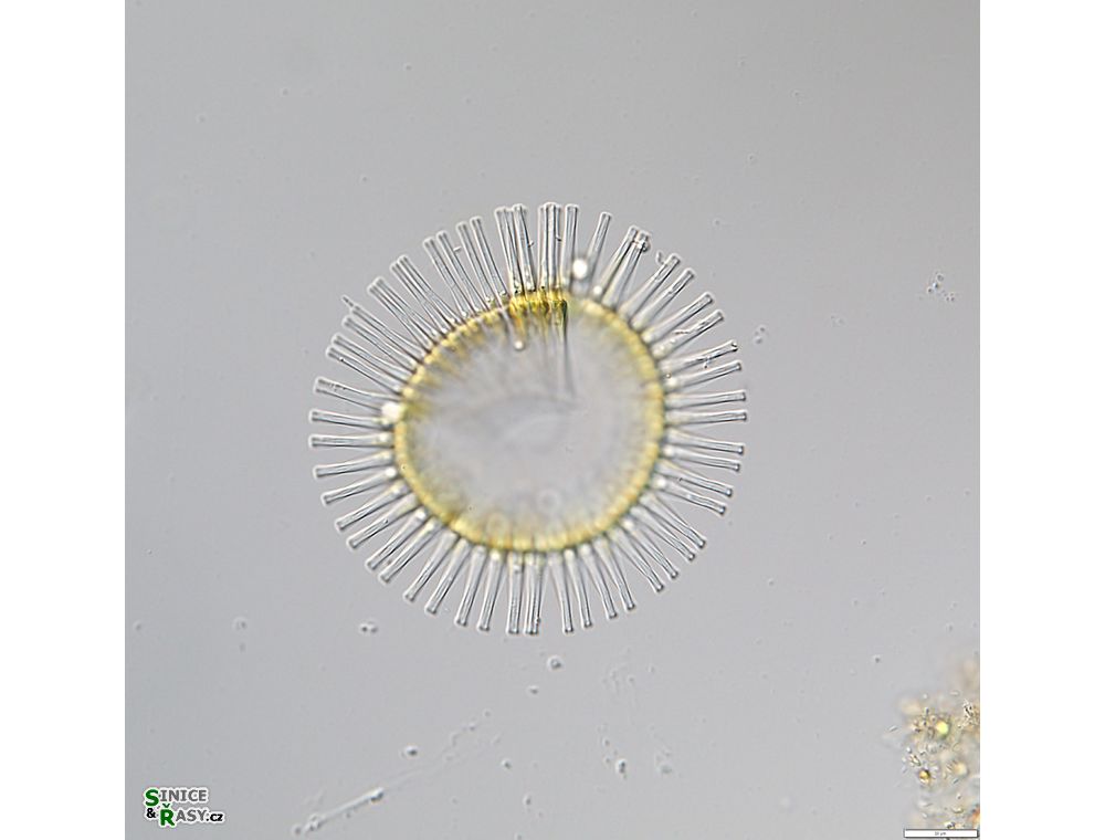 Fragilaria crotonensis