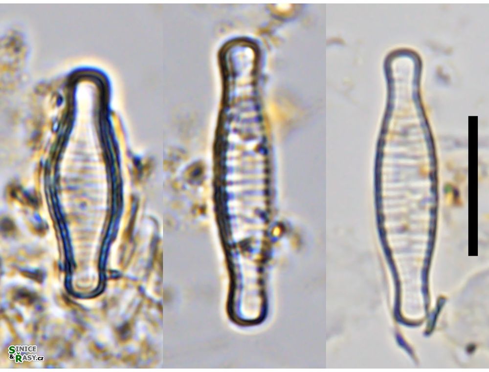 Fragilariforma bicapitata