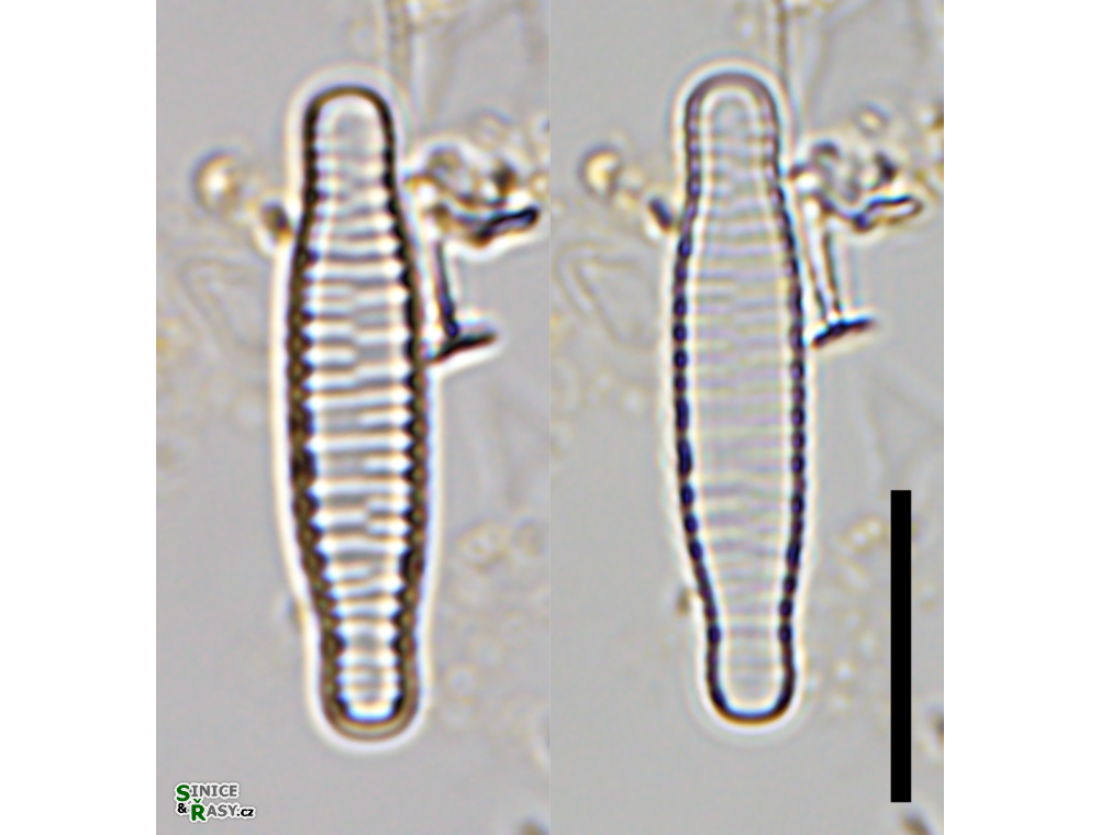 Fragilariforma bicapitata