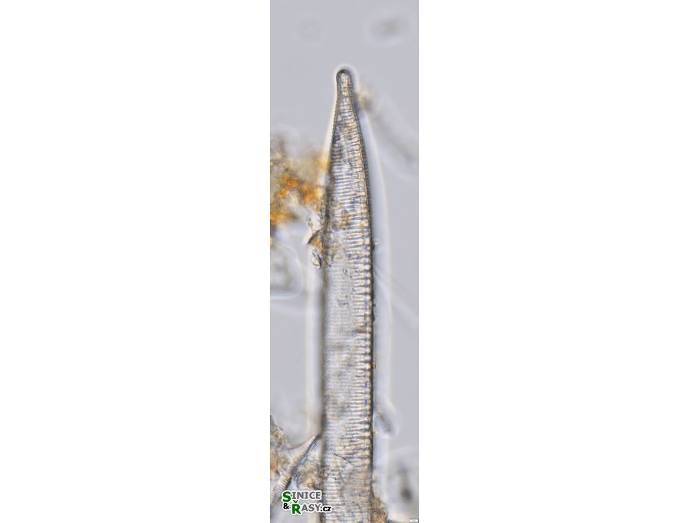 Hantzschia spectabilis