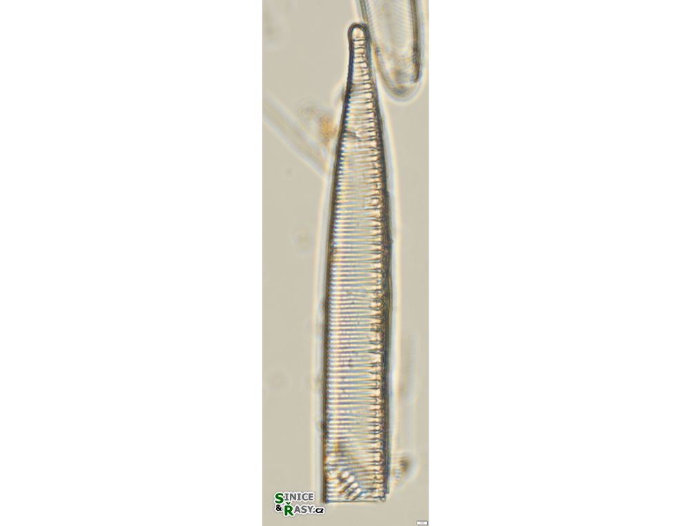 Hantzschia spectabilis
