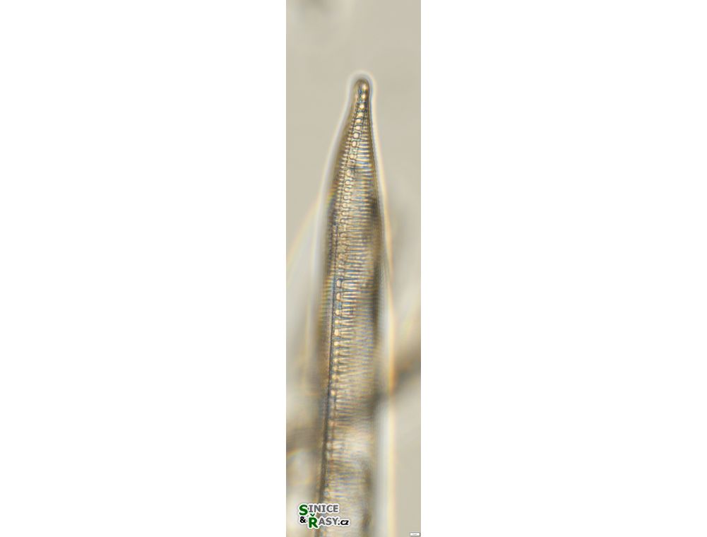 Hantzschia spectabilis