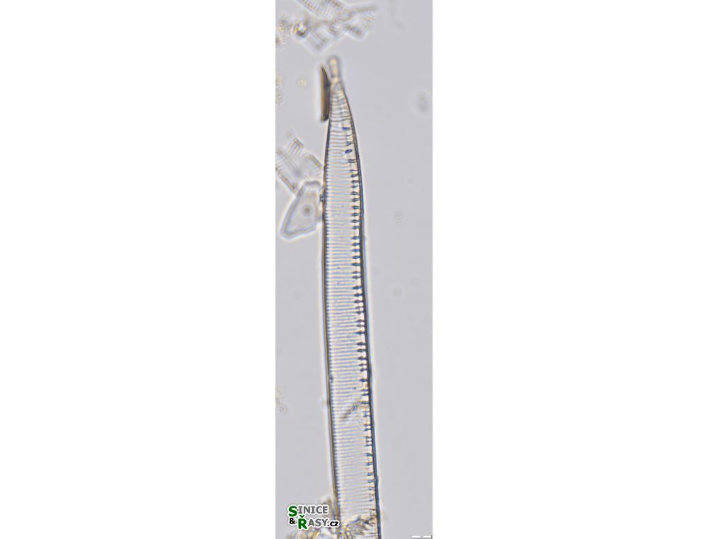 Hantzschia spectabilis