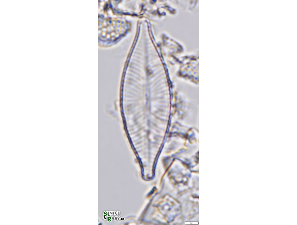 Navicula salinarum
