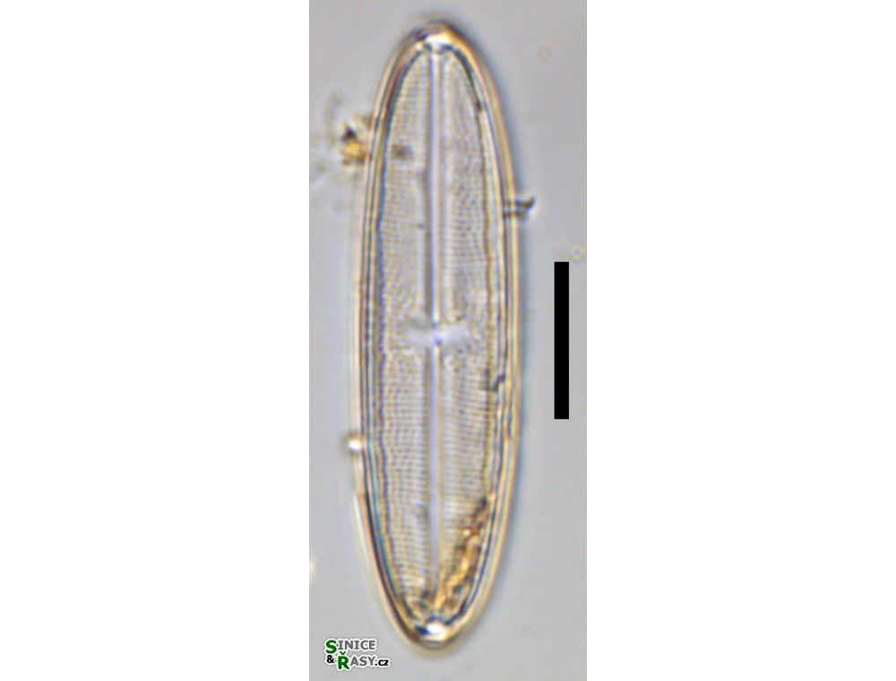 Neidium affine