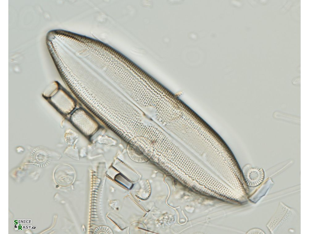 Neidium ampliatum