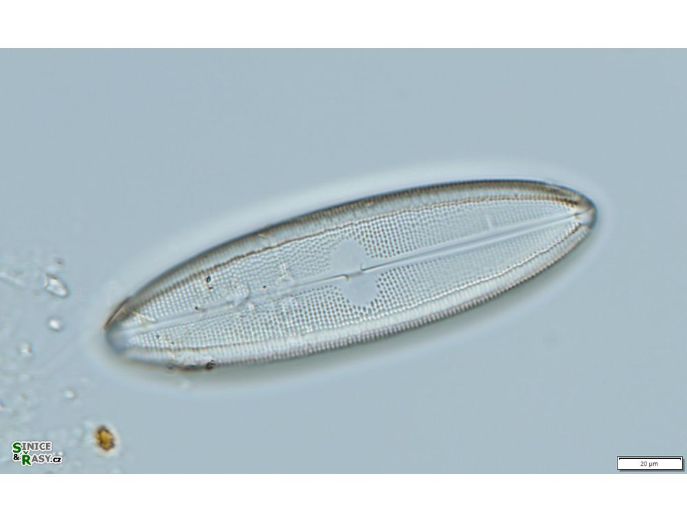 Neidium ampliatum