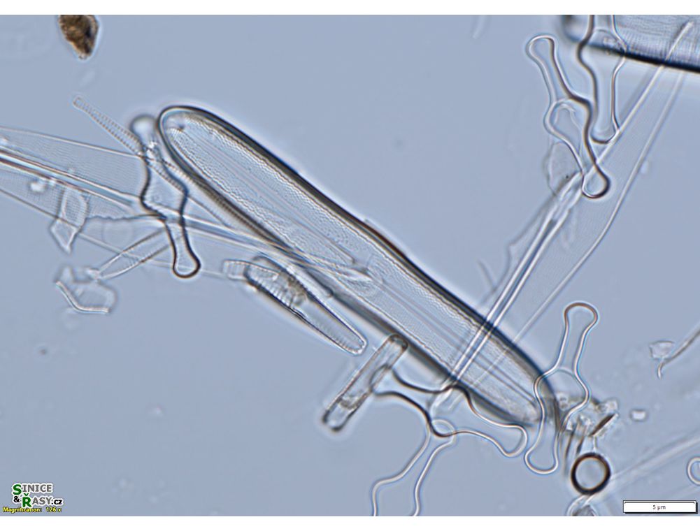 Neidium bisulcatum