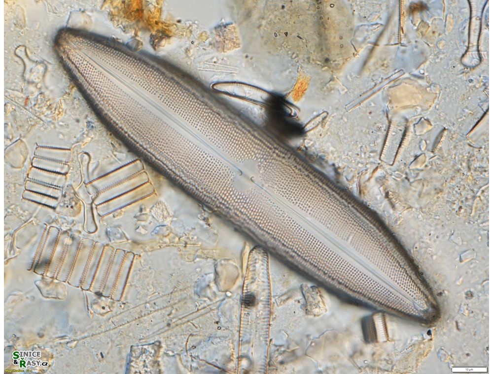 Neidium iridis