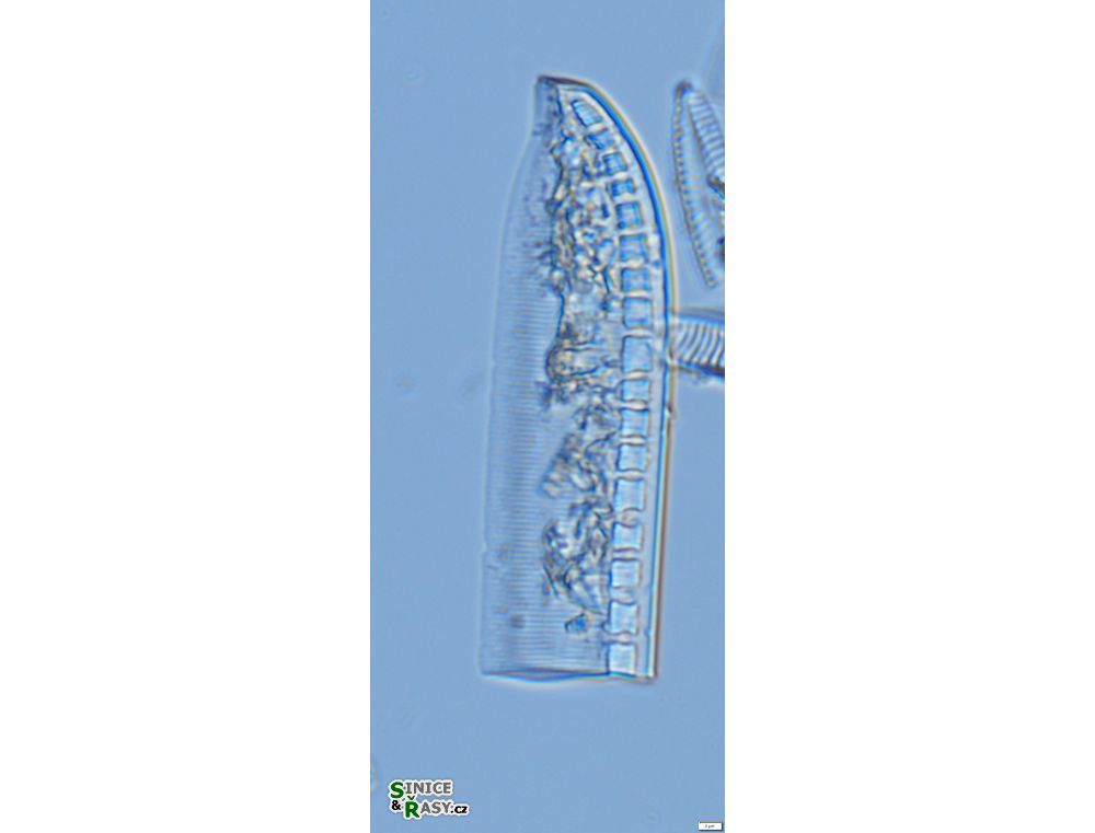 Nitzschia kittlii