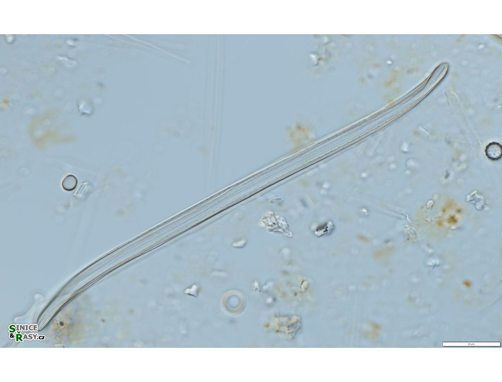 Nitzschia sigma