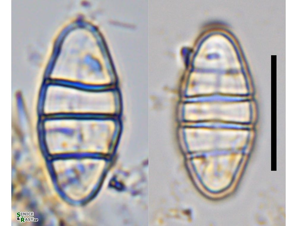 Odontidium mesodon