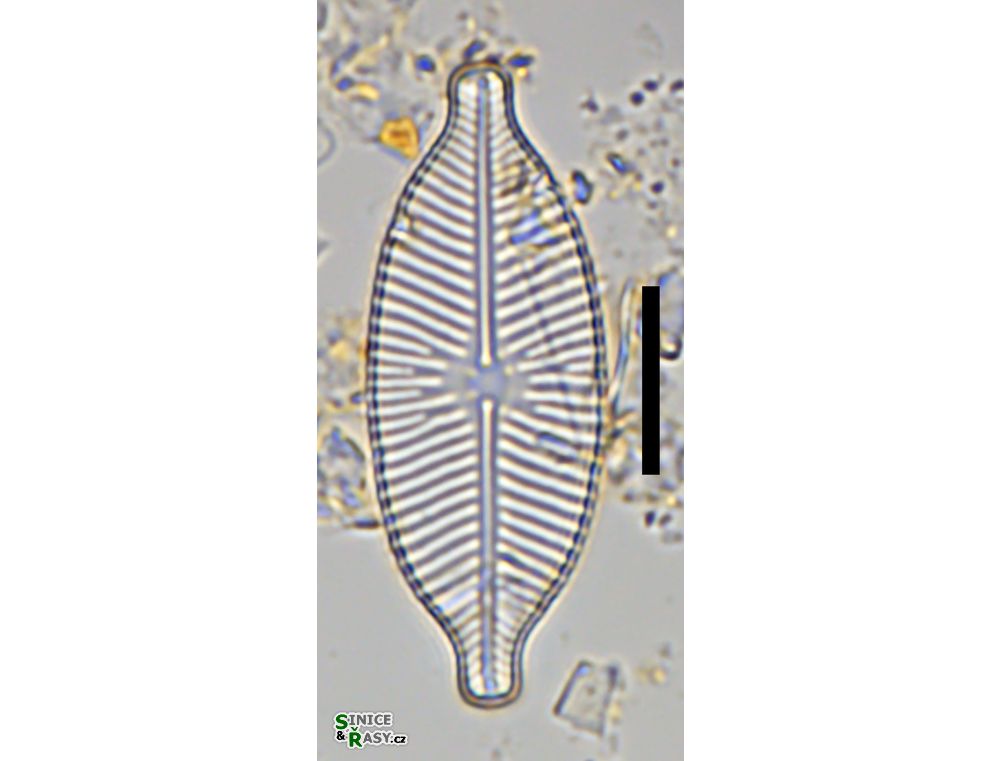 Placoneis symmetrica
