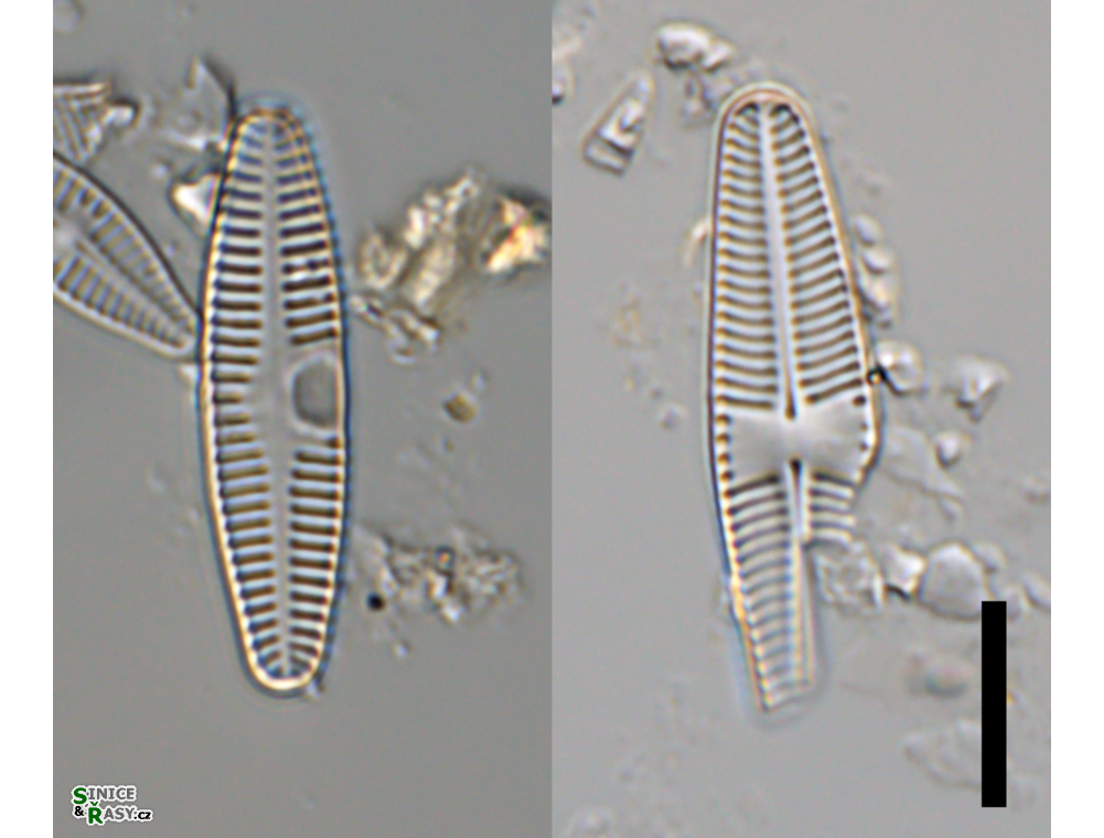 Planothidium lanceolatum