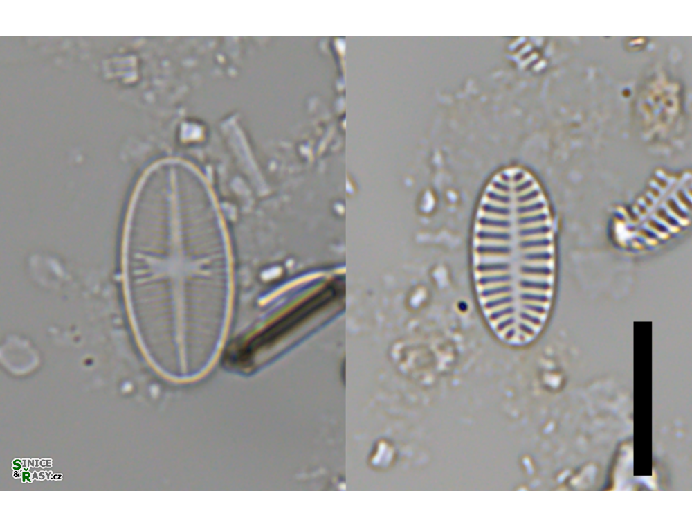 Platessa oblongella