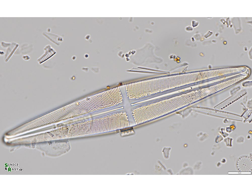 Stauroneis gracilis