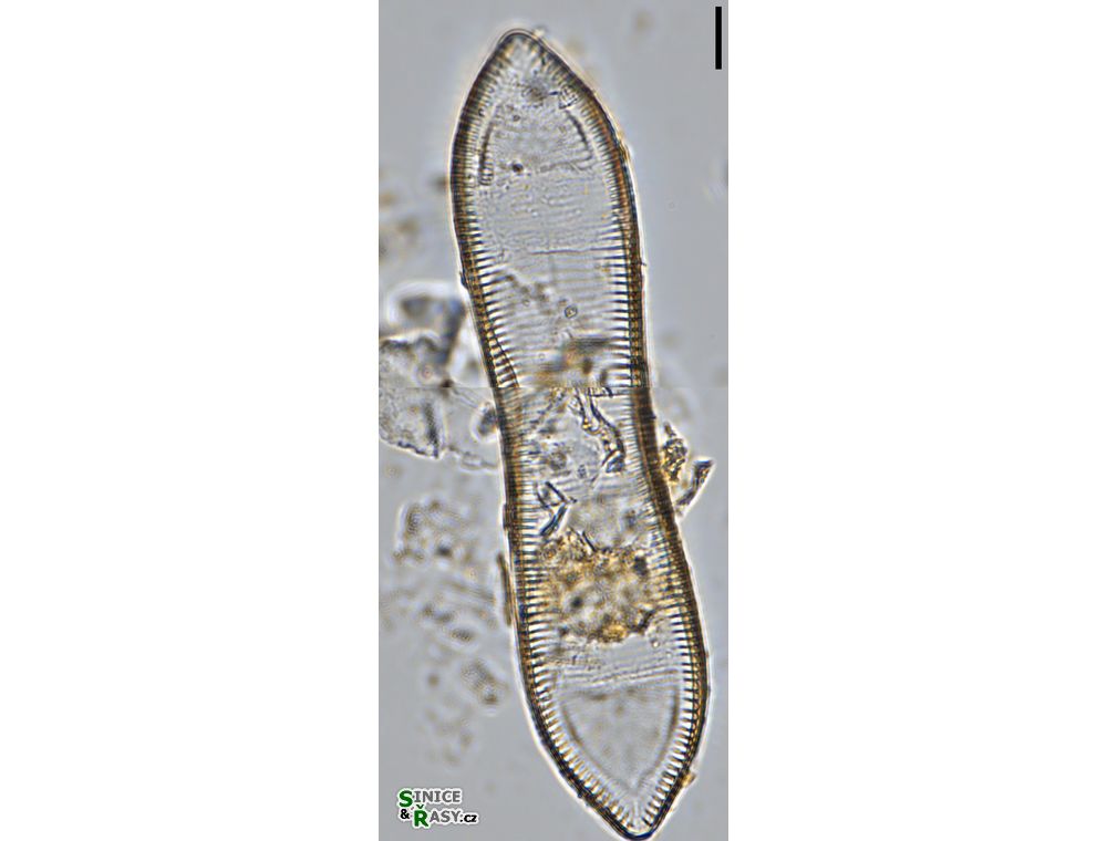 Surirella librile