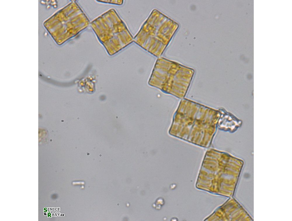 Tabellaria flocculosa