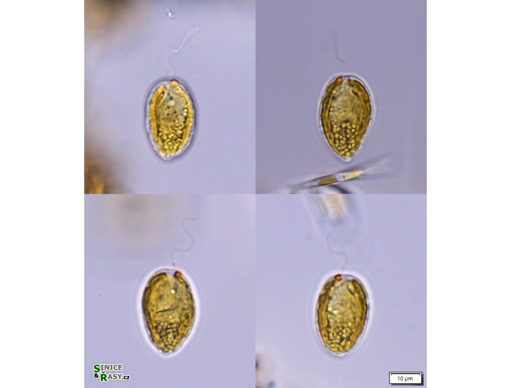 Chromulina wislouchiana