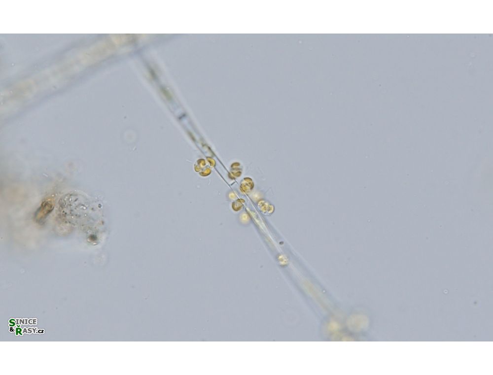 Chrysosphaera