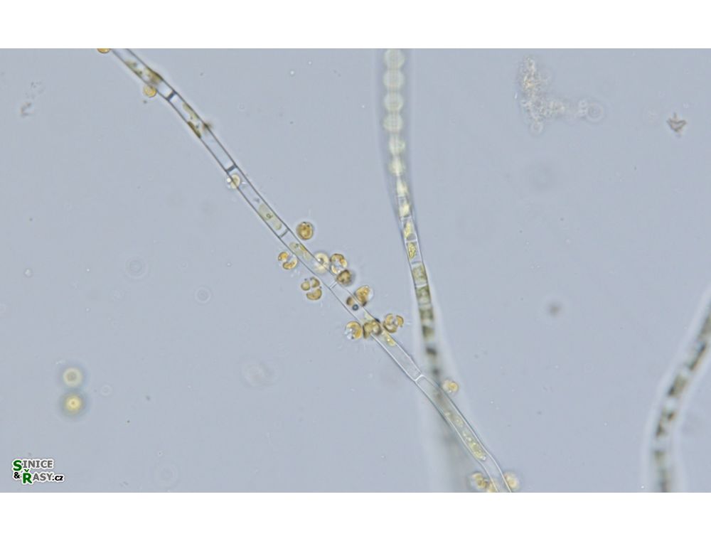 Chrysosphaera
