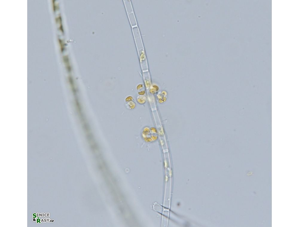 Chrysosphaera