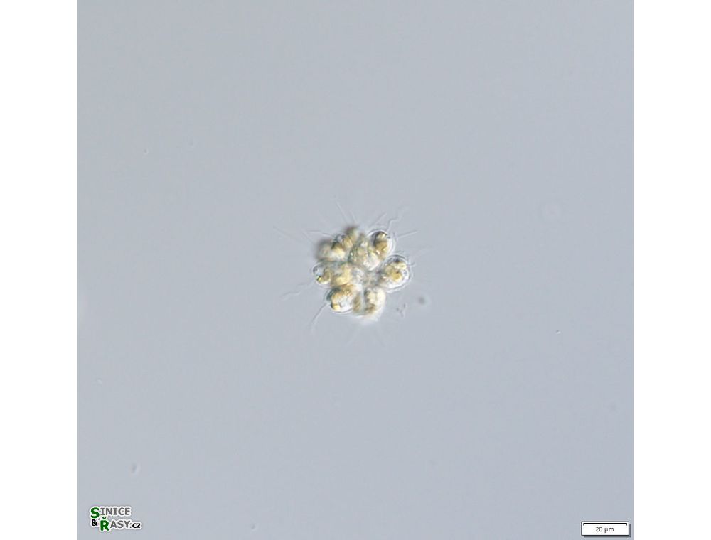 Chrysosphaerella