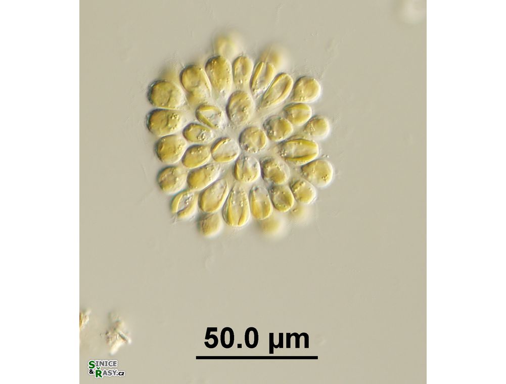 Synura uvella