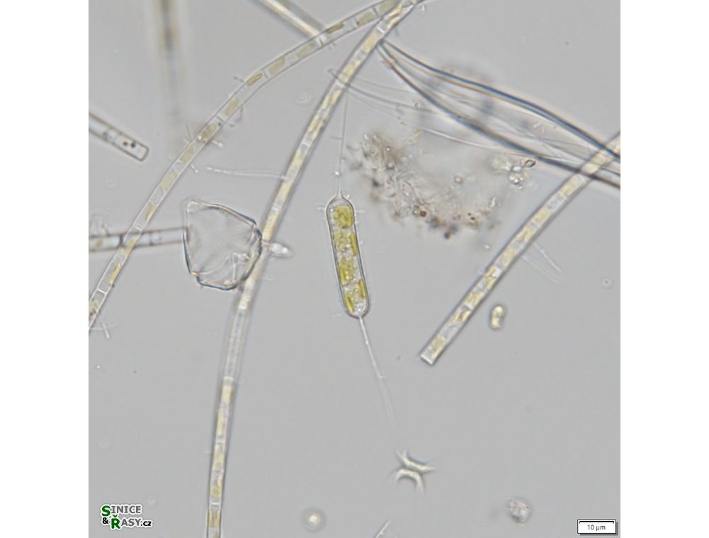 Centritractus belenophorus