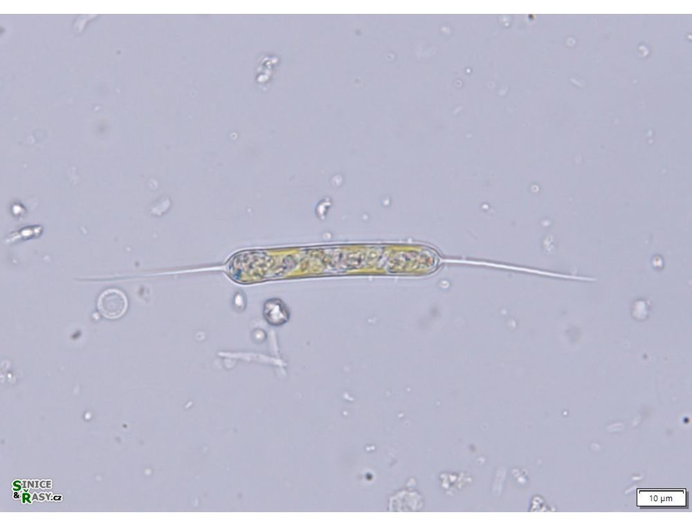 Centritractus