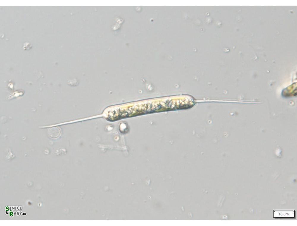 Centritractus