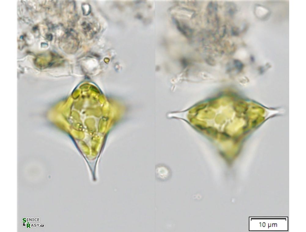 Tetraplektron laevis