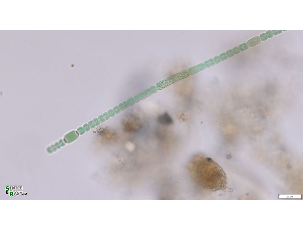 Anabaena aequalis